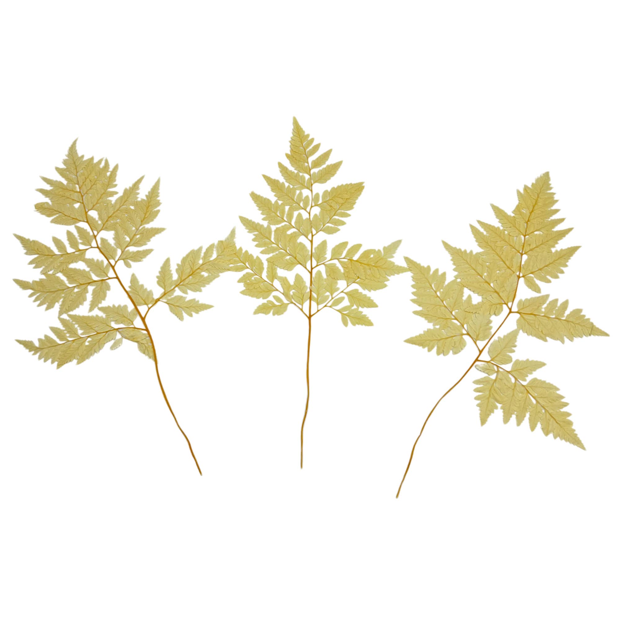 2626 Designs - Vente Fleur séchée/pressée - Fougère Davallia Mariesii séchée et préservée24