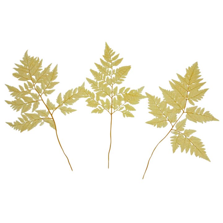 2626 Designs - Vente Fleur séchée/pressée - Fougère Davallia Mariesii séchée et préservée24