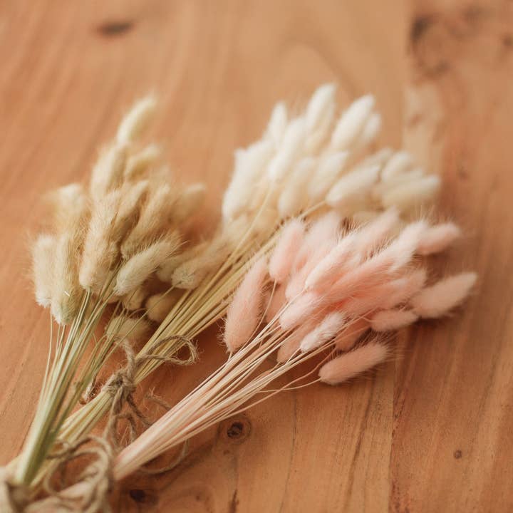 Eucalypt Co. - Wholesale Dried/Pressed Flowers - Bunny Tails