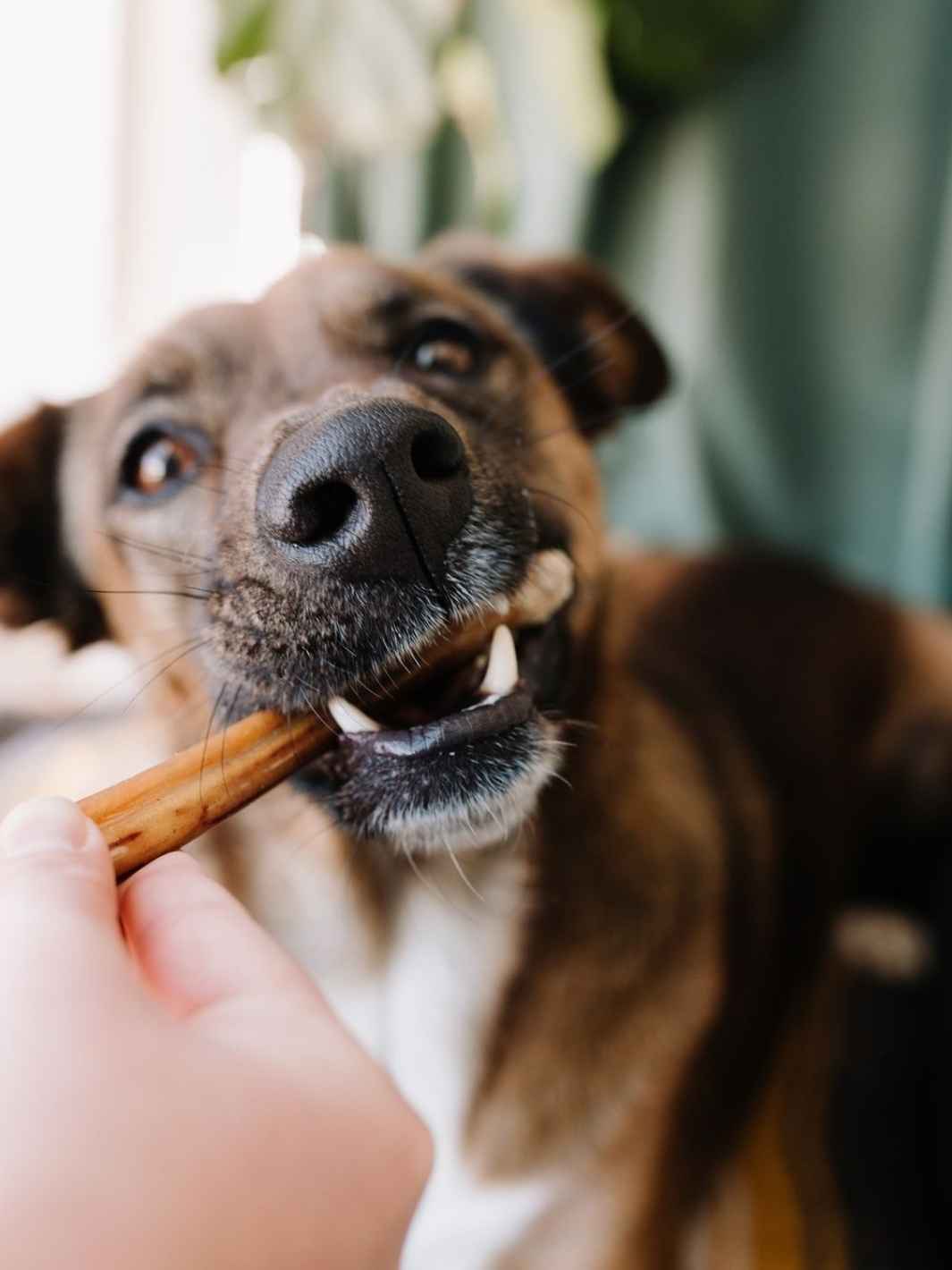 Truffe Délice - Wholesale Pet Treats - Dog - Beef tendons1