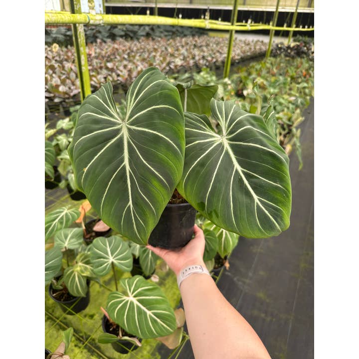 Central Florida Ferns & Foliage - Wholesale Live Plant - PHILODENDRON Gloriosum Live Plant 6in1