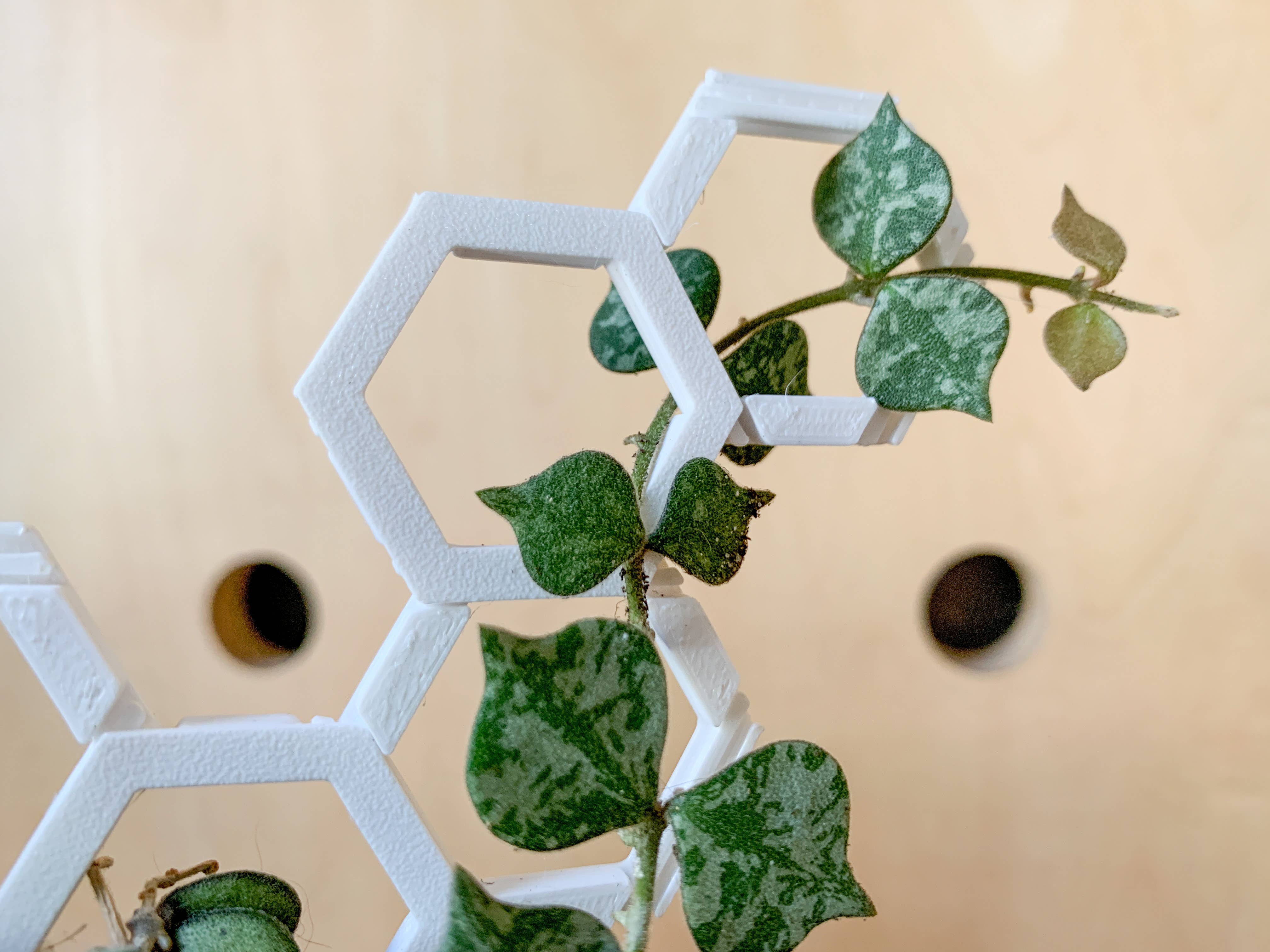 Steel Silk LLC - Wholesale Trellis - 3D Printed Modular Hexagon Indoor Plant Trellis - White7