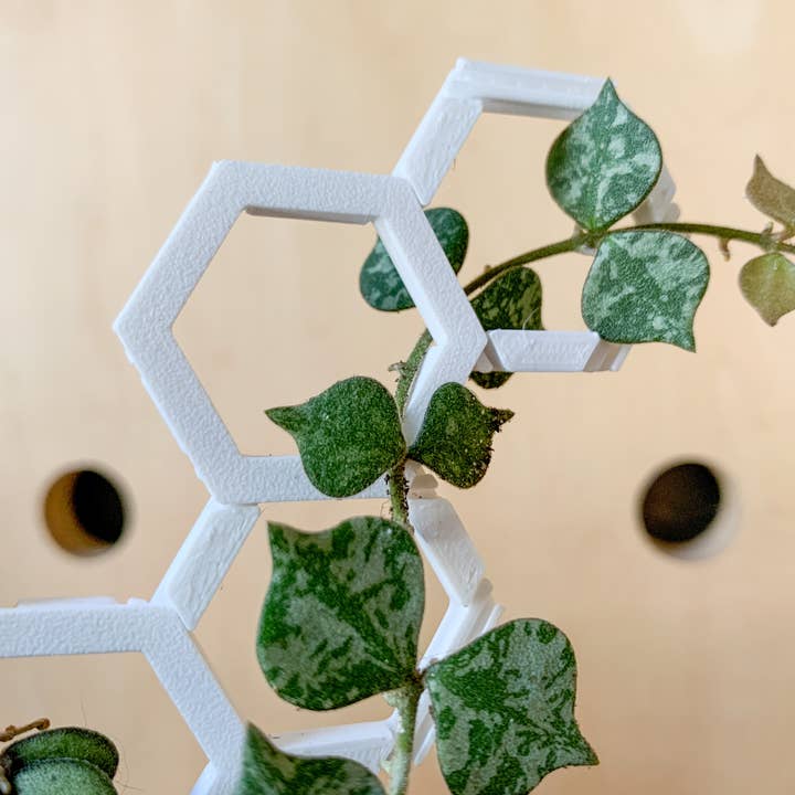 Steel Silk LLC - Wholesale Trellis - 3D Printed Modular Hexagon Indoor Plant Trellis - White7