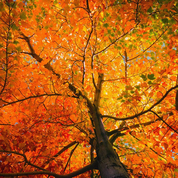 Milkhouse Candle Company - Wholesale Jar/Filled Candle - 13 oz Mason Jar Fall Candle: Hello Fall5