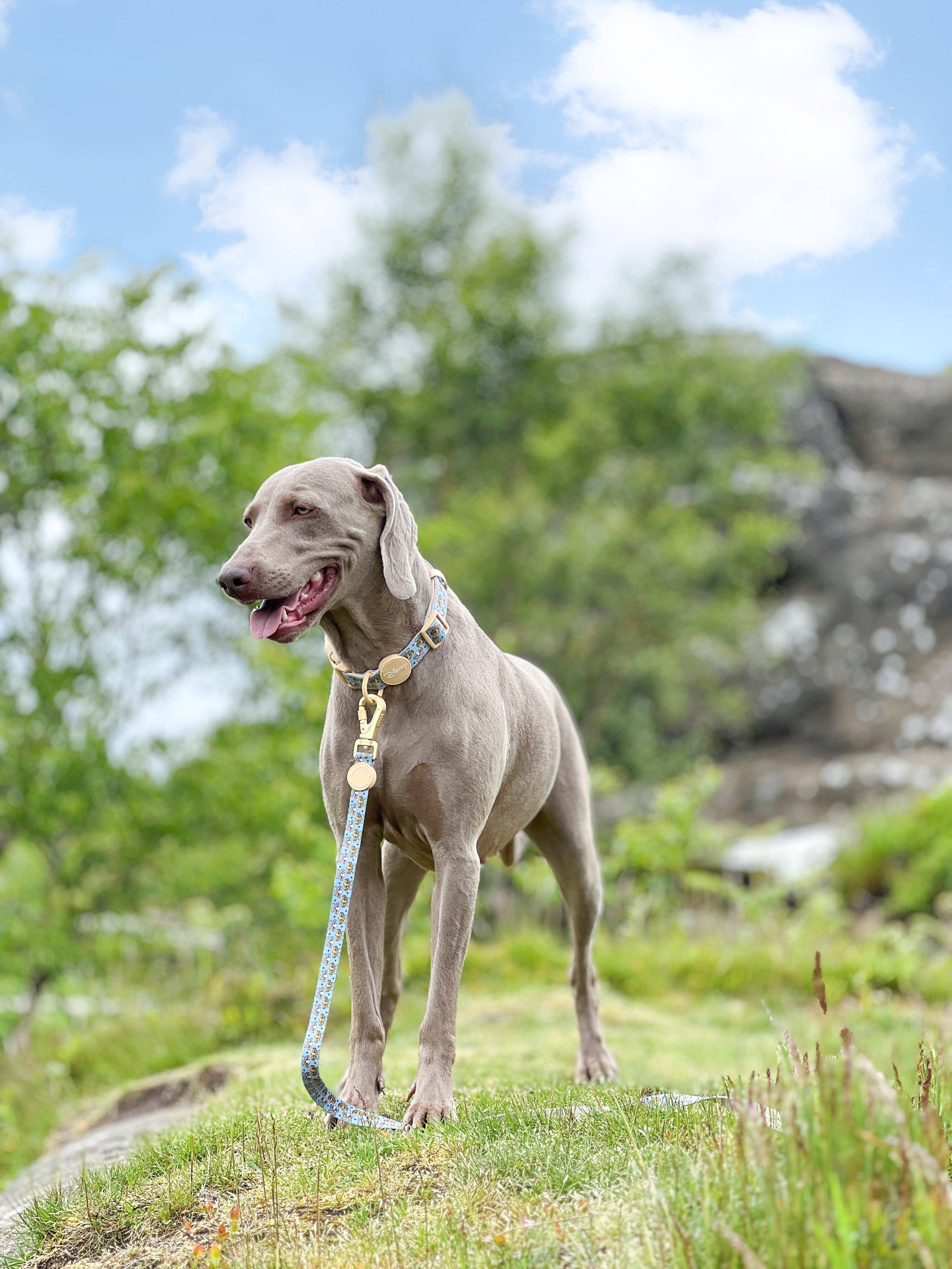 Pawsome Paws - Wholesale Pet Leash - Dog - Disney© Lead - Lion Friends6