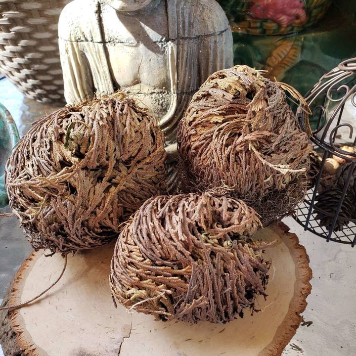 Jericho Flower - Rose of Jericho, Resurrection Flower for wholesale by My Magic Place Shop