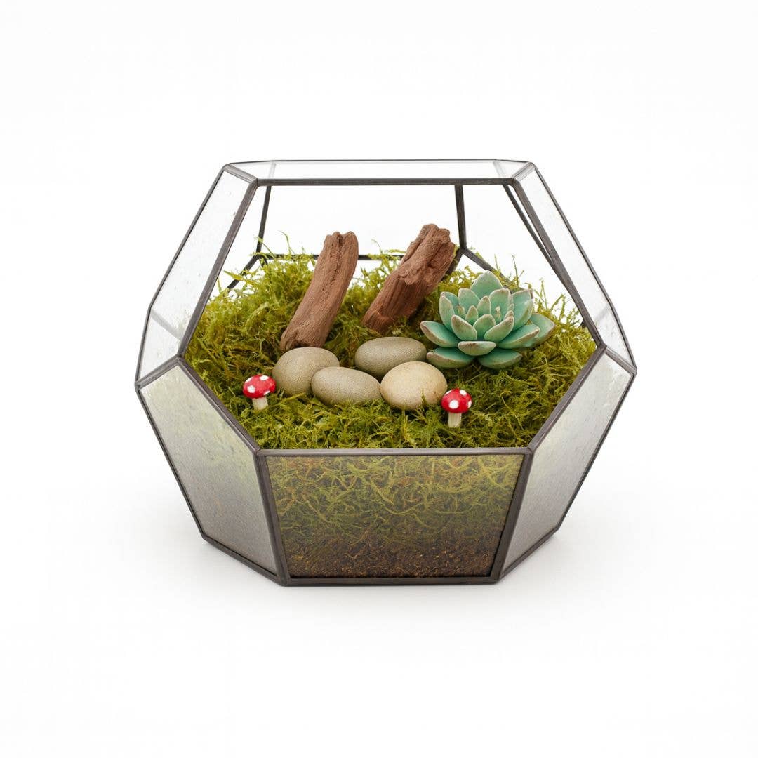 Moss & Stone Gardens – Engroshandel Ægte plante – Levende bregnemos til terrarier2