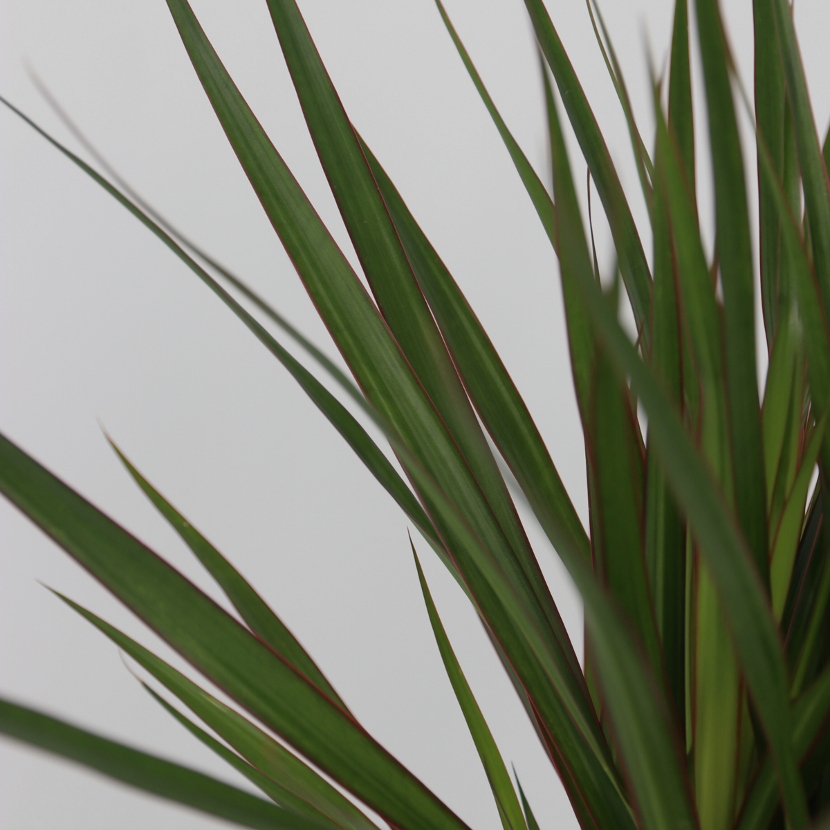 Oasis of Life - Wholesale Live Plant - XL Indoor Palm Set – Set of 3 Large Indoor Palms – Height 70–90cm – Ø17cm – Palm Mix with Areca, Yucca & Dracaena – Easy-care Air-purifying Plants for Living Room & Office6