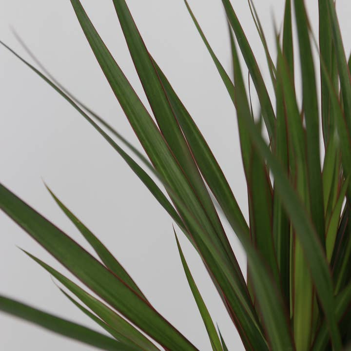 Oasis of Life - Wholesale Live Plant - XL Indoor Palm Set – Set of 3 Large Indoor Palms – Height 70–90cm – Ø17cm – Palm Mix with Areca, Yucca & Dracaena – Easy-care Air-purifying Plants for Living Room & Office6