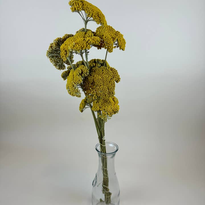 Lovejoy Farms Premium Dried Flowers - Wholesale Dried/Pressed Flowers - Yarrow (Yellow) 12 Stem