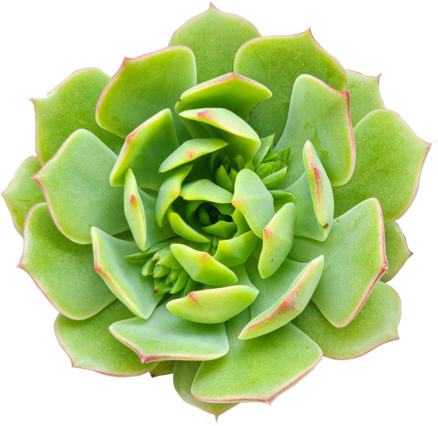 Best Plant Friend - Wholesale Succulent - Echeveria Ramillette - Live Green Succulents 2/4 inch Pot6