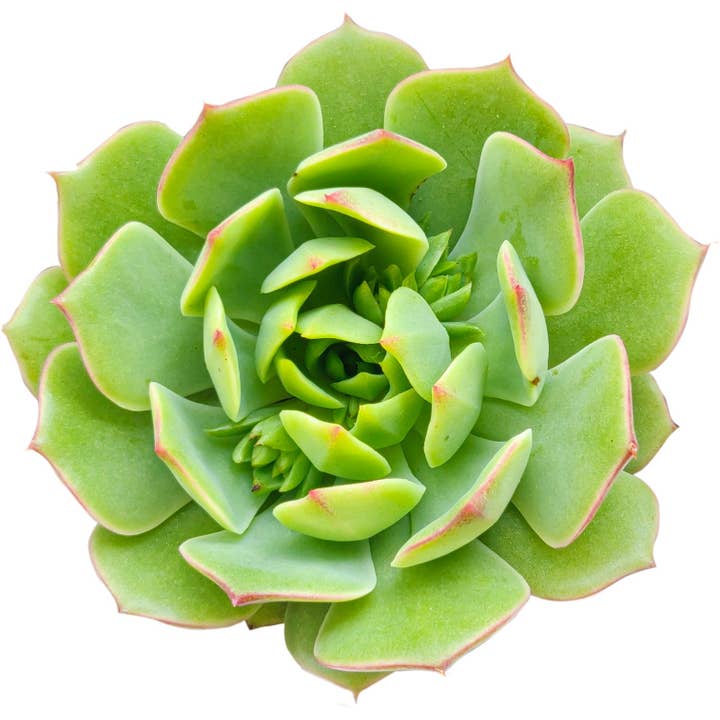 Best Plant Friend - Wholesale Succulent - Echeveria Ramillette - Live Green Succulents 2/4 inch Pot6
