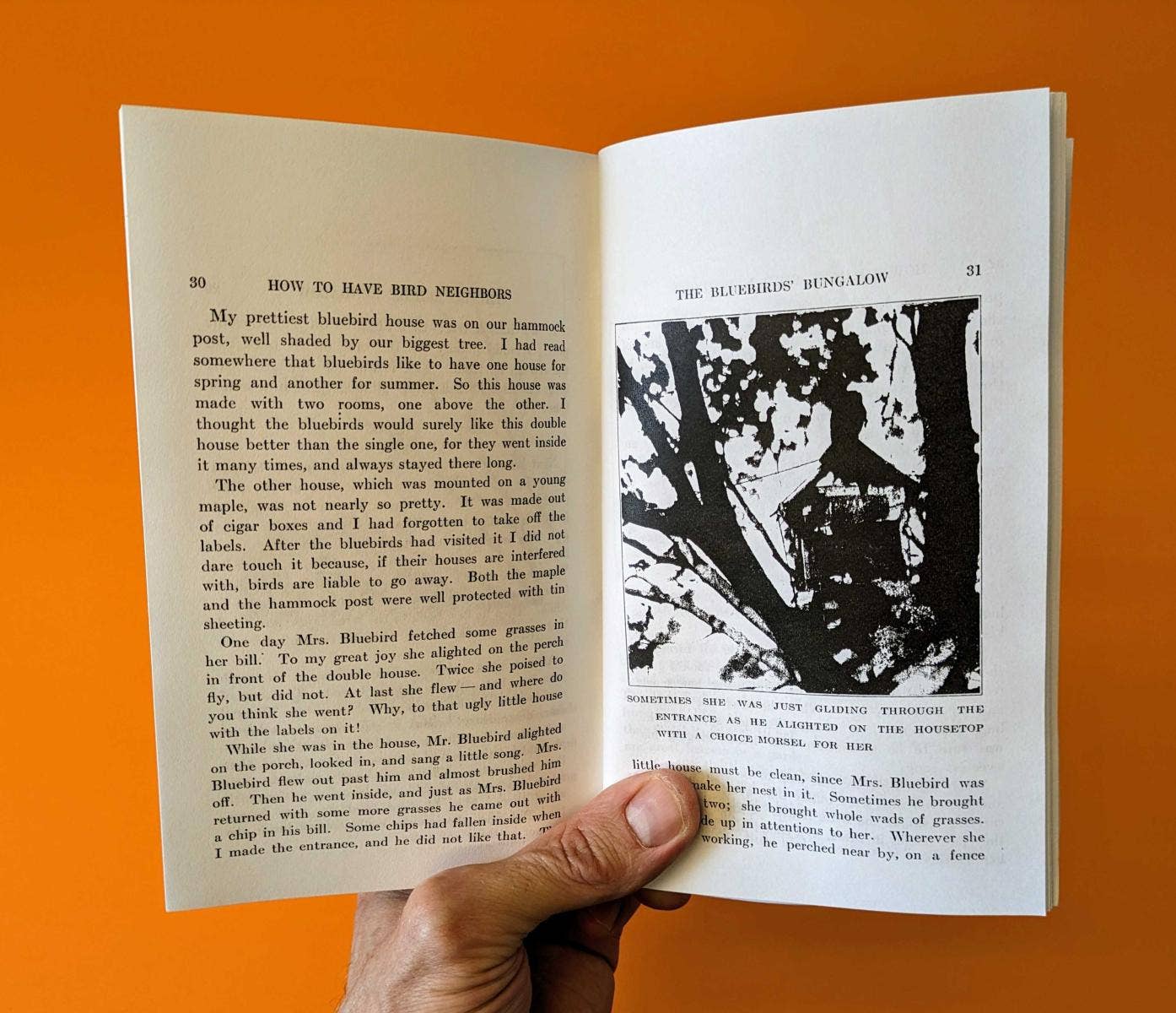 Microcosm Publishing & Distribution - Wholesale Nature & Outdoors Book - How to Attract Birds (Zine)2