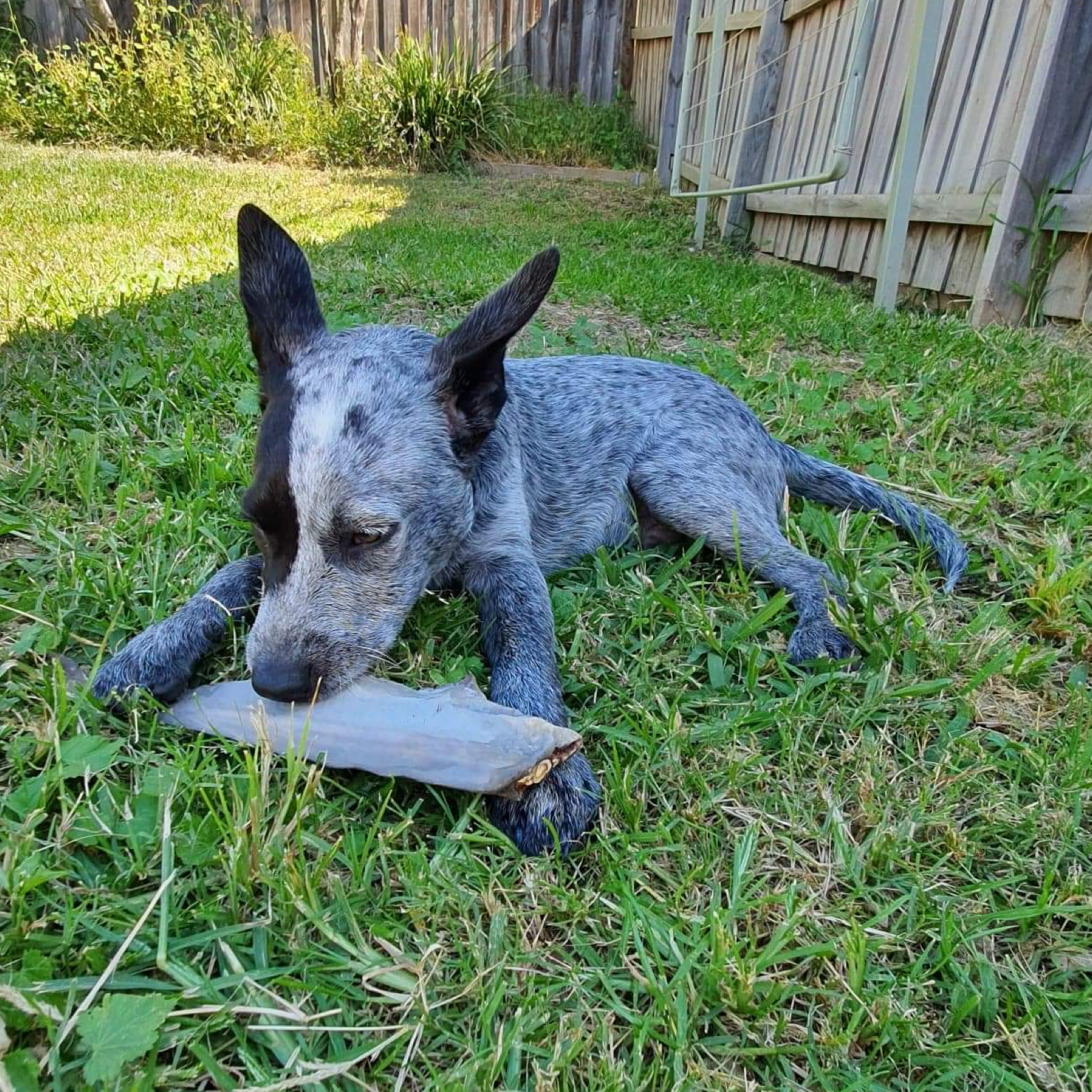 Rover Pet Products – wholesale Pet treats – Dog – Gone Fishn' - Shark Tails4