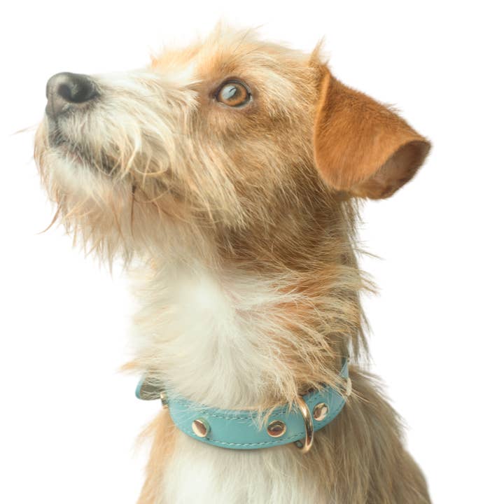 SKY LEATHER COLLAR for wholesale by Wiwis