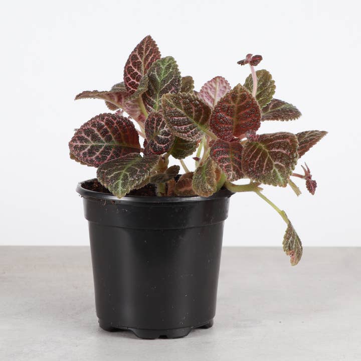 Episcia Copper - Trailing Violet - 4" Live Plant for wholesale by Thorsen's Greenhouse