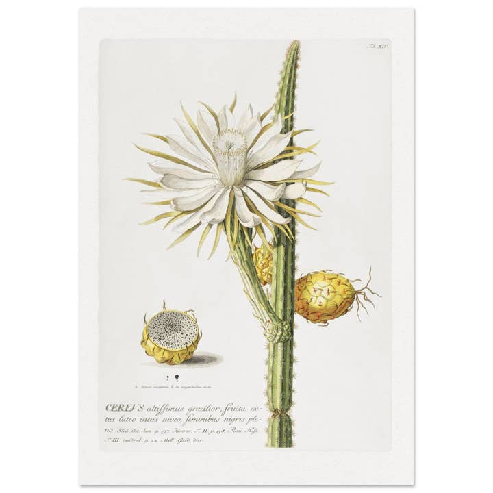 Cereus por atacado de Maison de Paloma