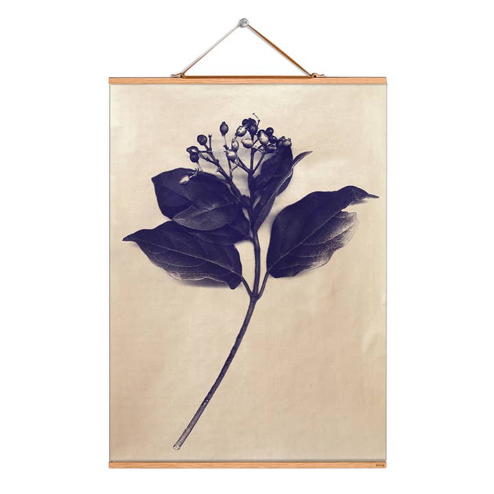 Scroll picture illustration # 082/Plants/Elderberry gold for wholesale by Eicie