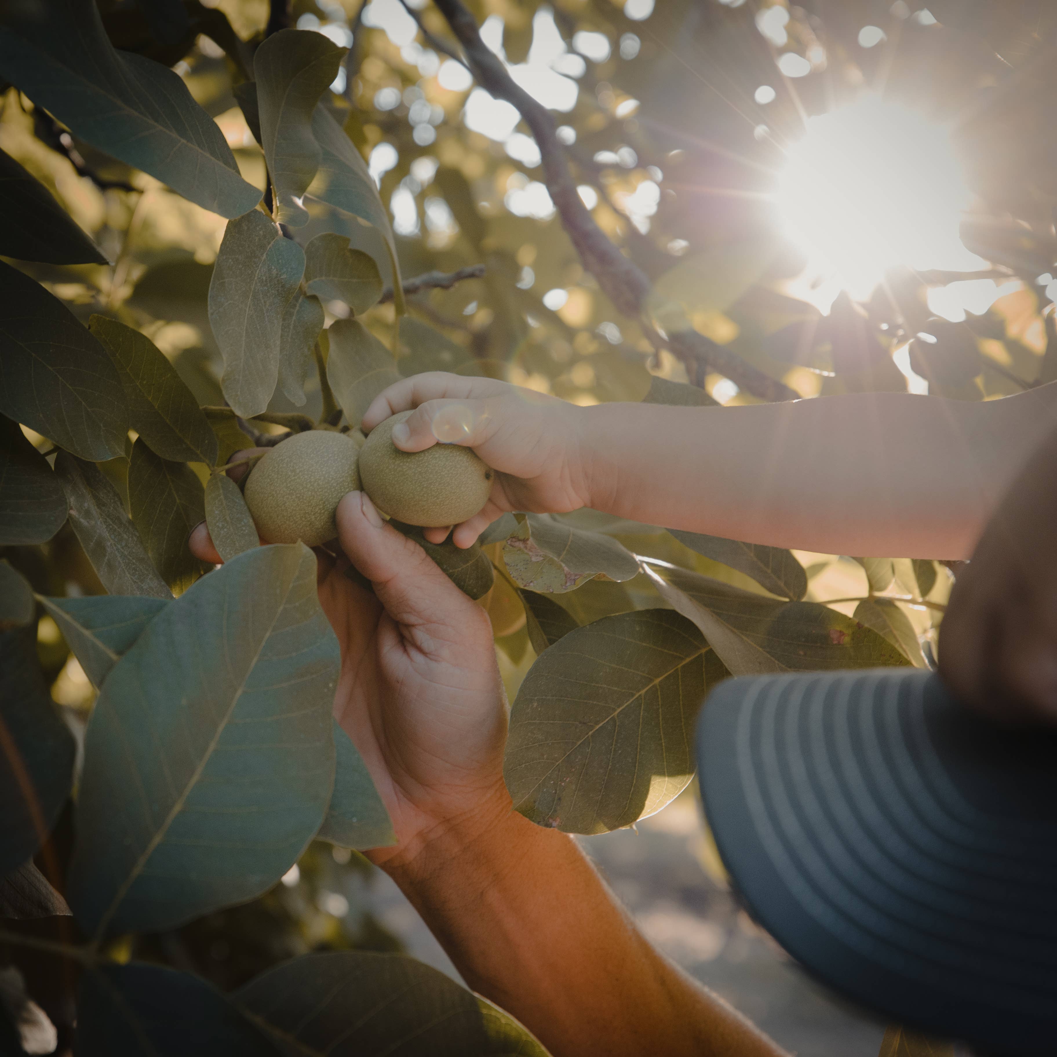 Bertagna Nut Company - Wholesale Nut Butter - Red Walnut Butter1