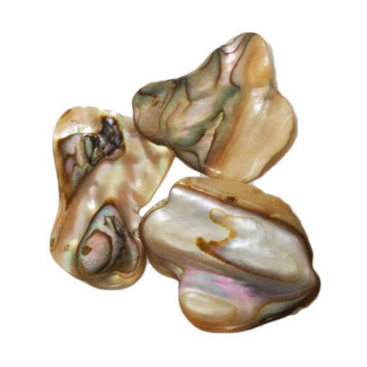 Abalone Shell for beauty, sensitivity, harmony for wholesale by Body Mind & Soul
