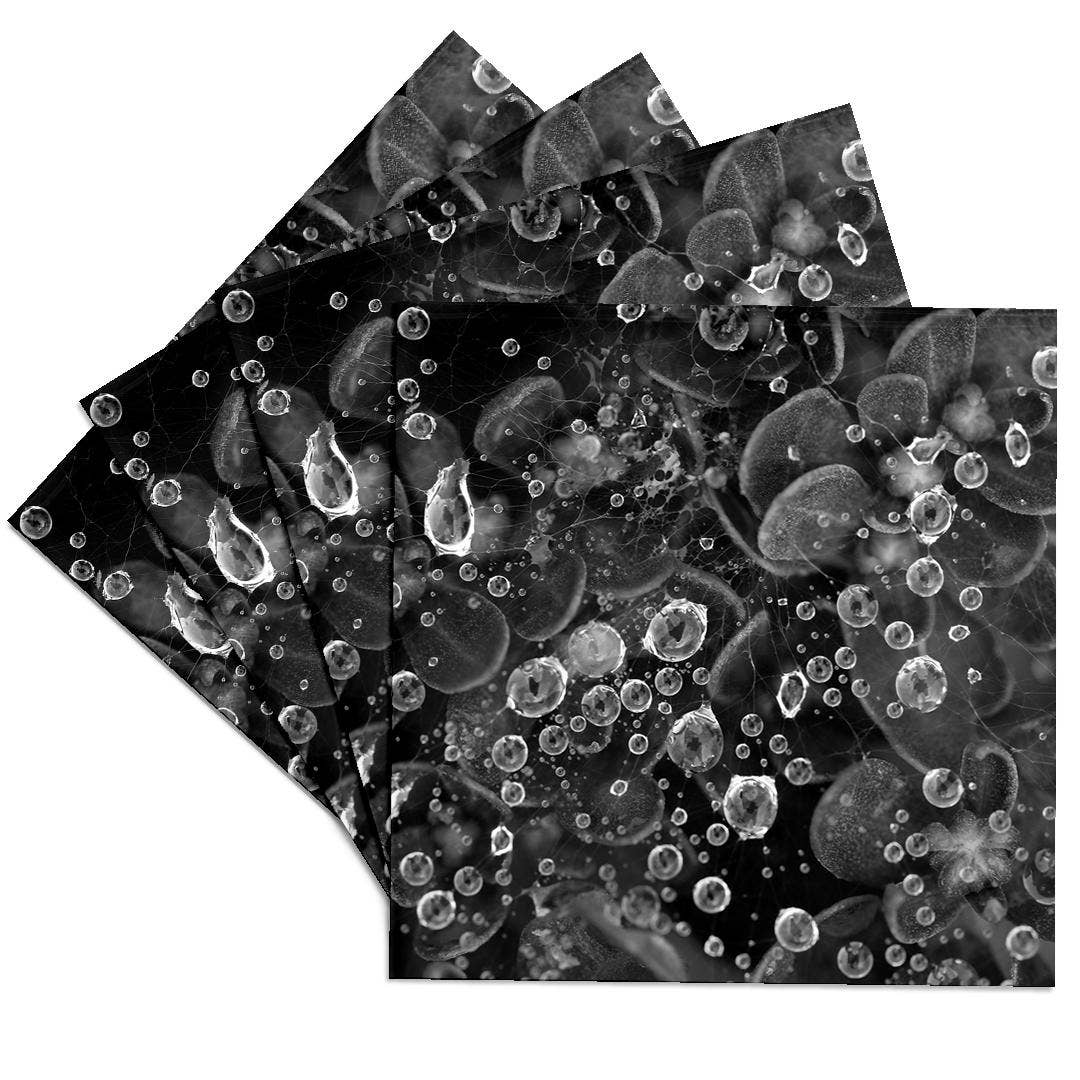 3dRose - Vente Sous-verre - 3dRose, Photographie macro en noir et blanc de gouttes de pluie sur une toile d'araignée., Dessous de verre0