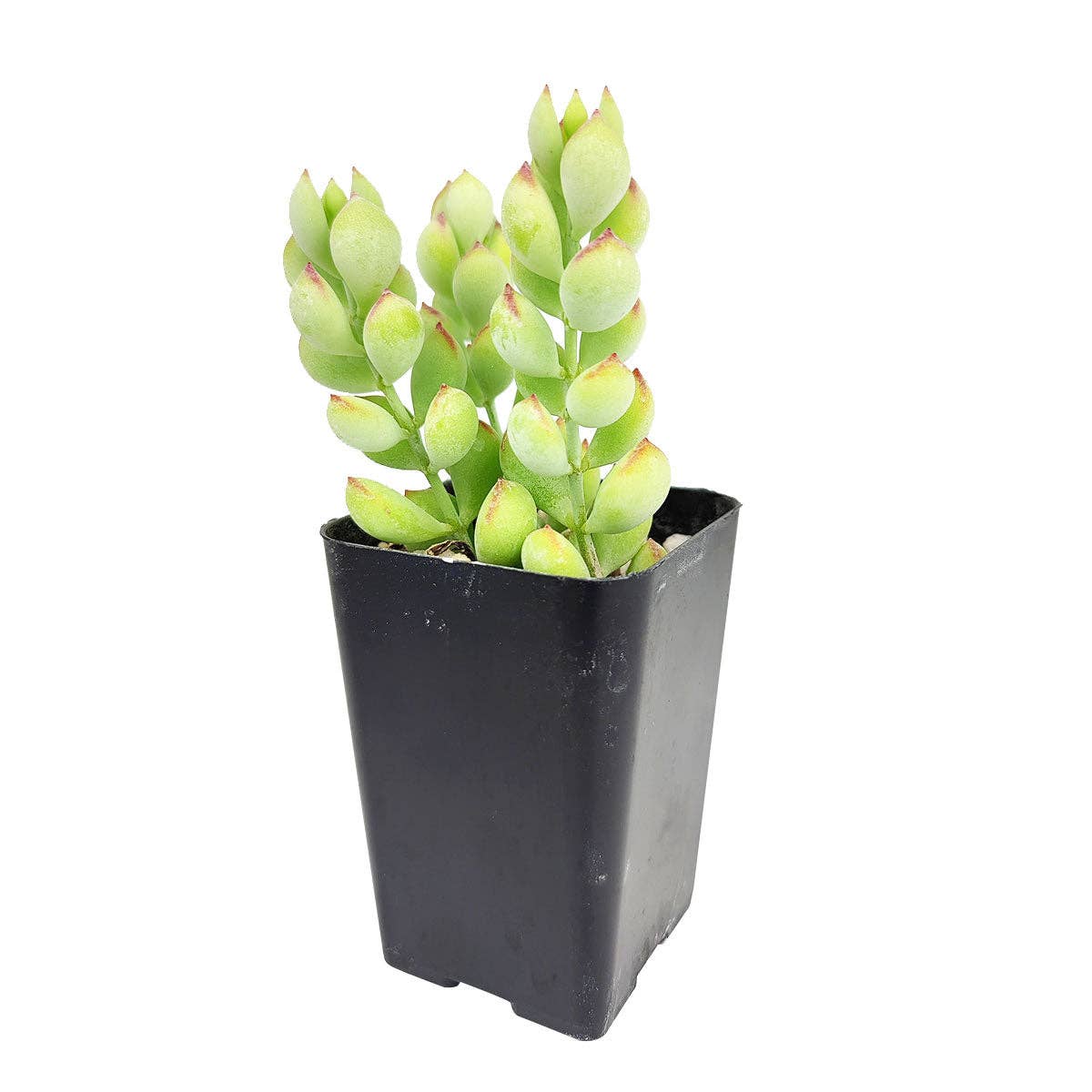 Best Plant Friend - Wholesale Succulent - Cotyledon Pendens - Cliff Cotyledon Succulents 4" Pot2