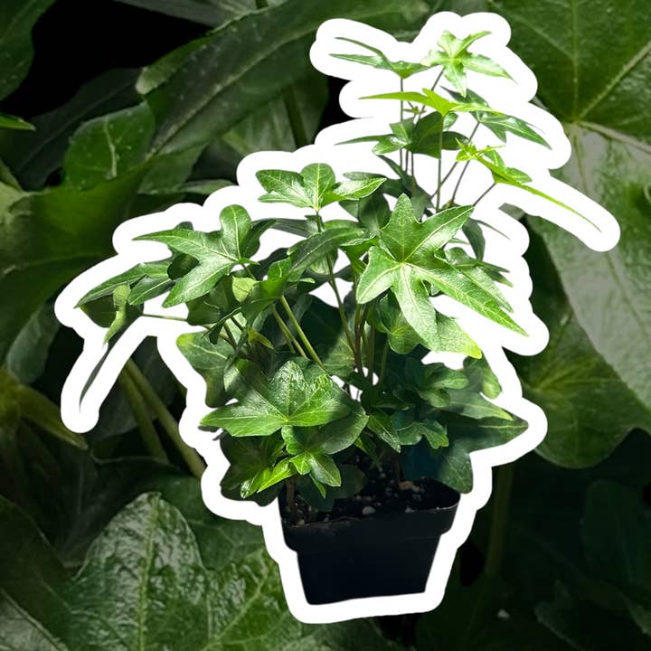 3" Ivy Hedera for wholesale by Down to Dirt Plants