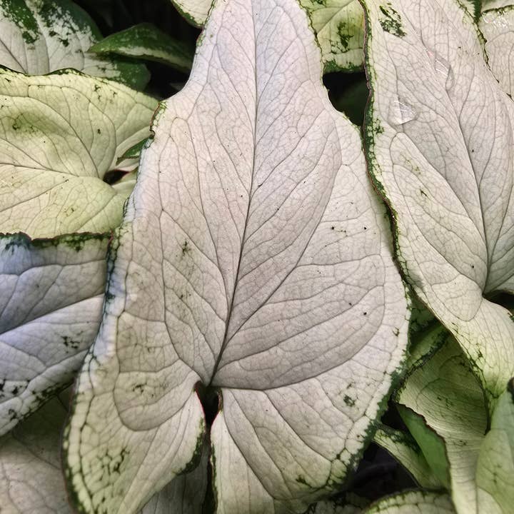 Syngonium Holly M for wholesale by Dick's Sticks and Exotics