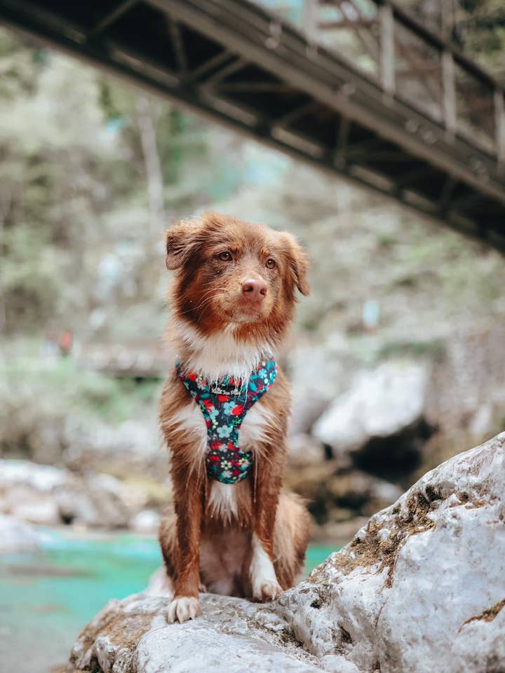 Harnais pour chien anti-traction – Fleur | Respirant, ajustable pour la vente par Kind’Ice Paw