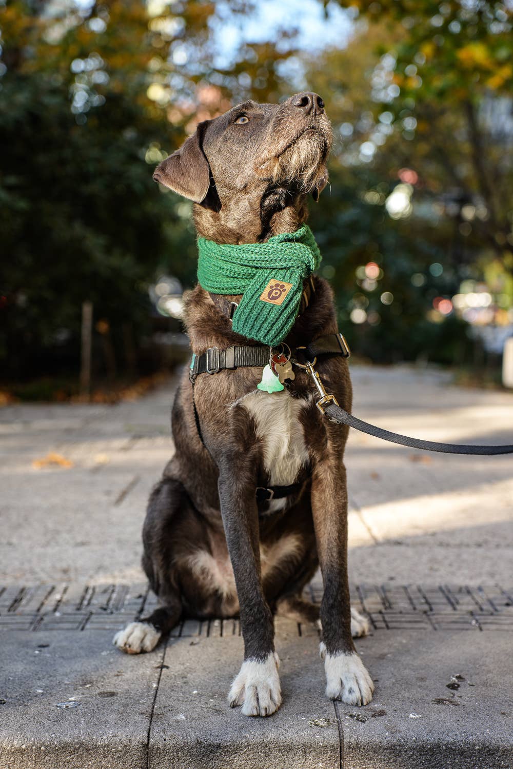 Pawsbury Lane - Vente Écharpe – chat et chien - Bonnet pour propriétaire et écharpe d'hiver pour chien - Vert émeraude8