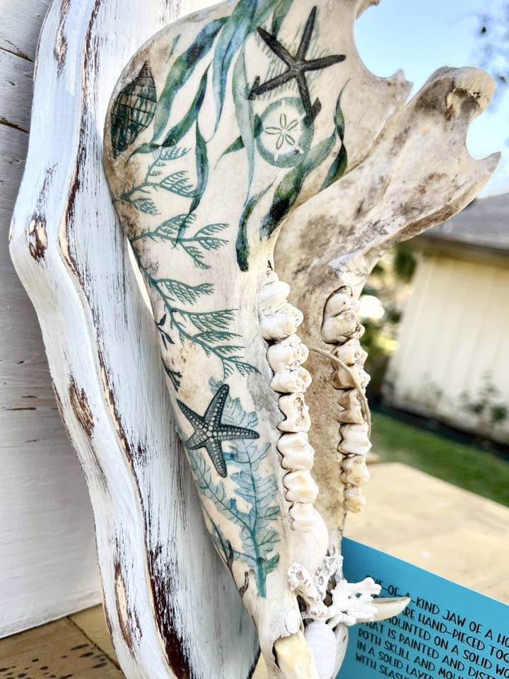 Decopauged Hog Jaw with Seashells for wholesale by Glass Mermaid Makings