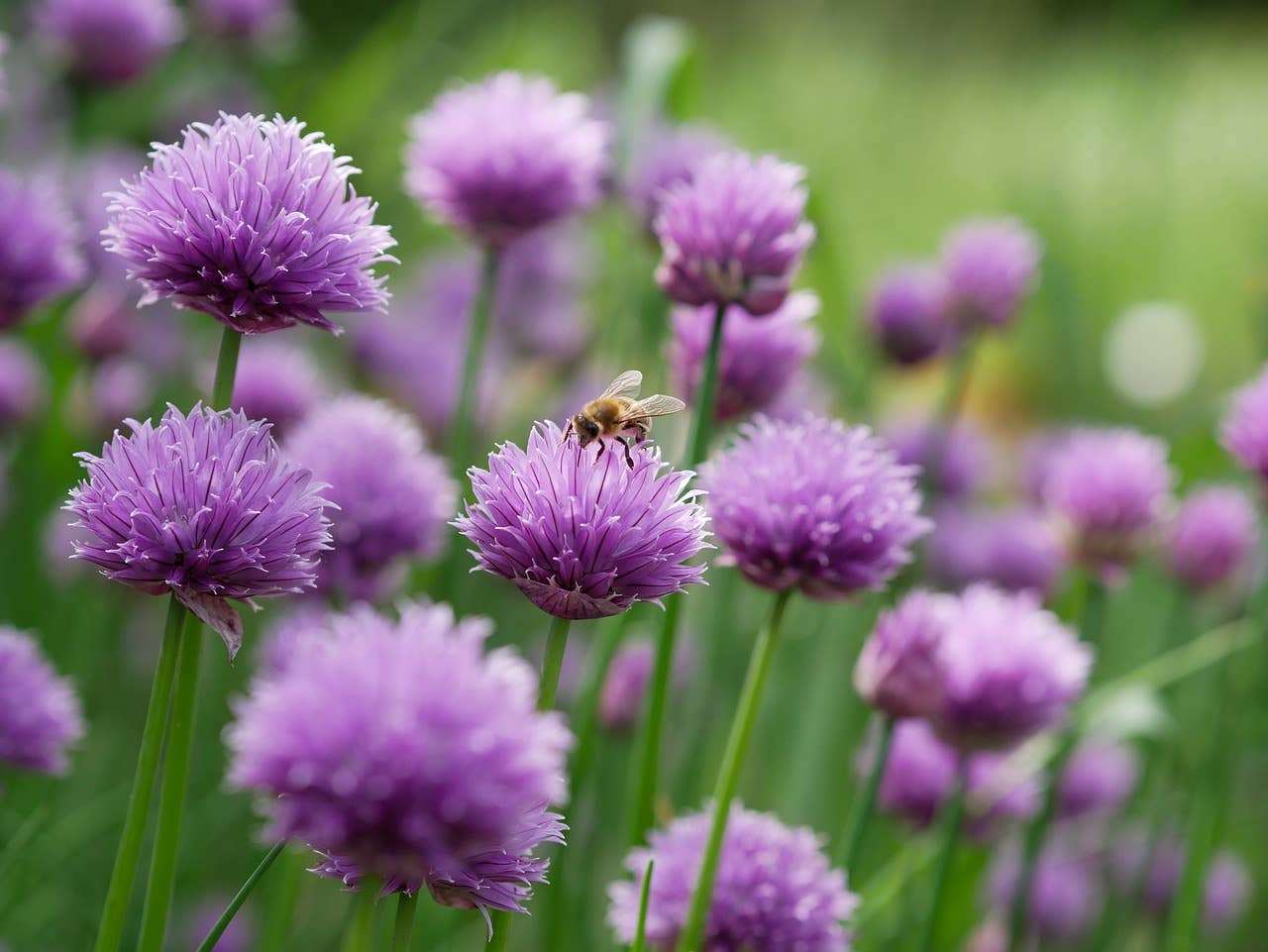 Anellabees - Wholesale Plant Seeds - Chives Garden Pollinator Seeds for Planting Valentine's Day4