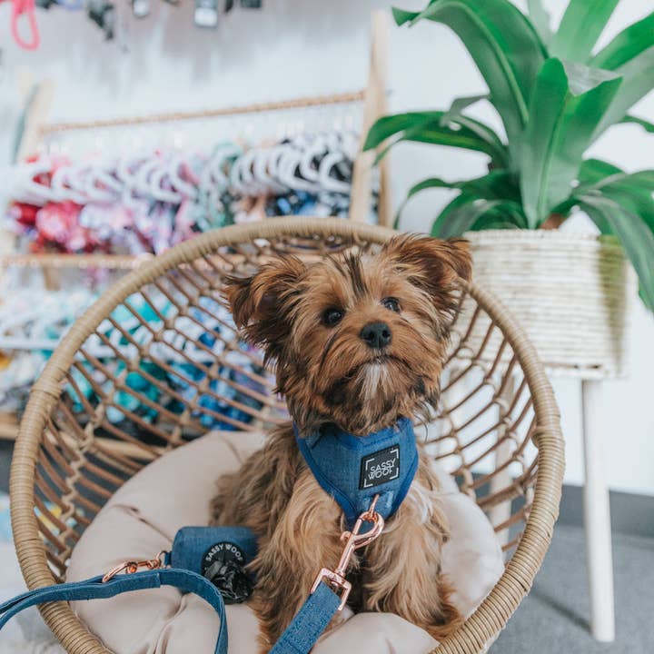 SASSY WOOF - Wholesale Pet Harness - Dog - Dog Adjustable Harness - Denim7