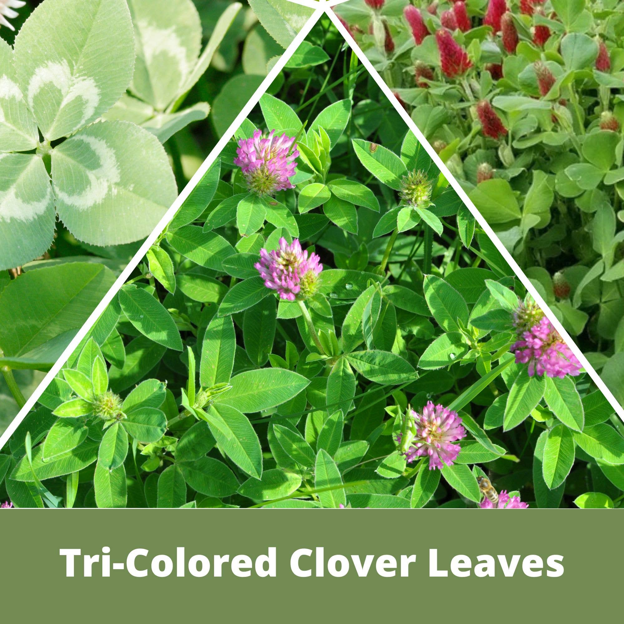Flawn Seed Kits - Wholesale Plant Seeds - Tri-Color Clover Seed Easy Spread Shaker4