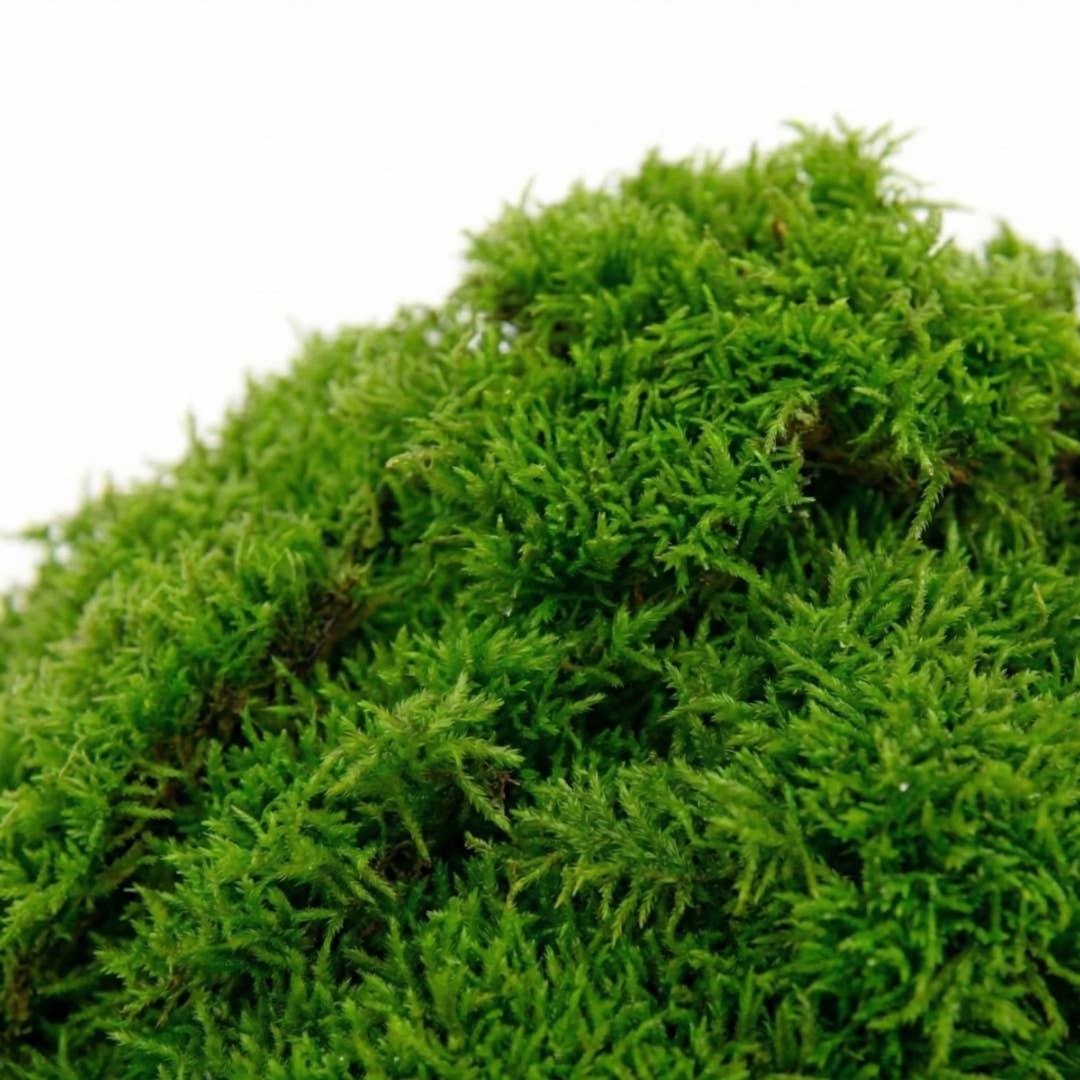 Moss & Stone Gardens - Wholesale Terrarium - 1 Sq Ft of Live Sheet Moss1
