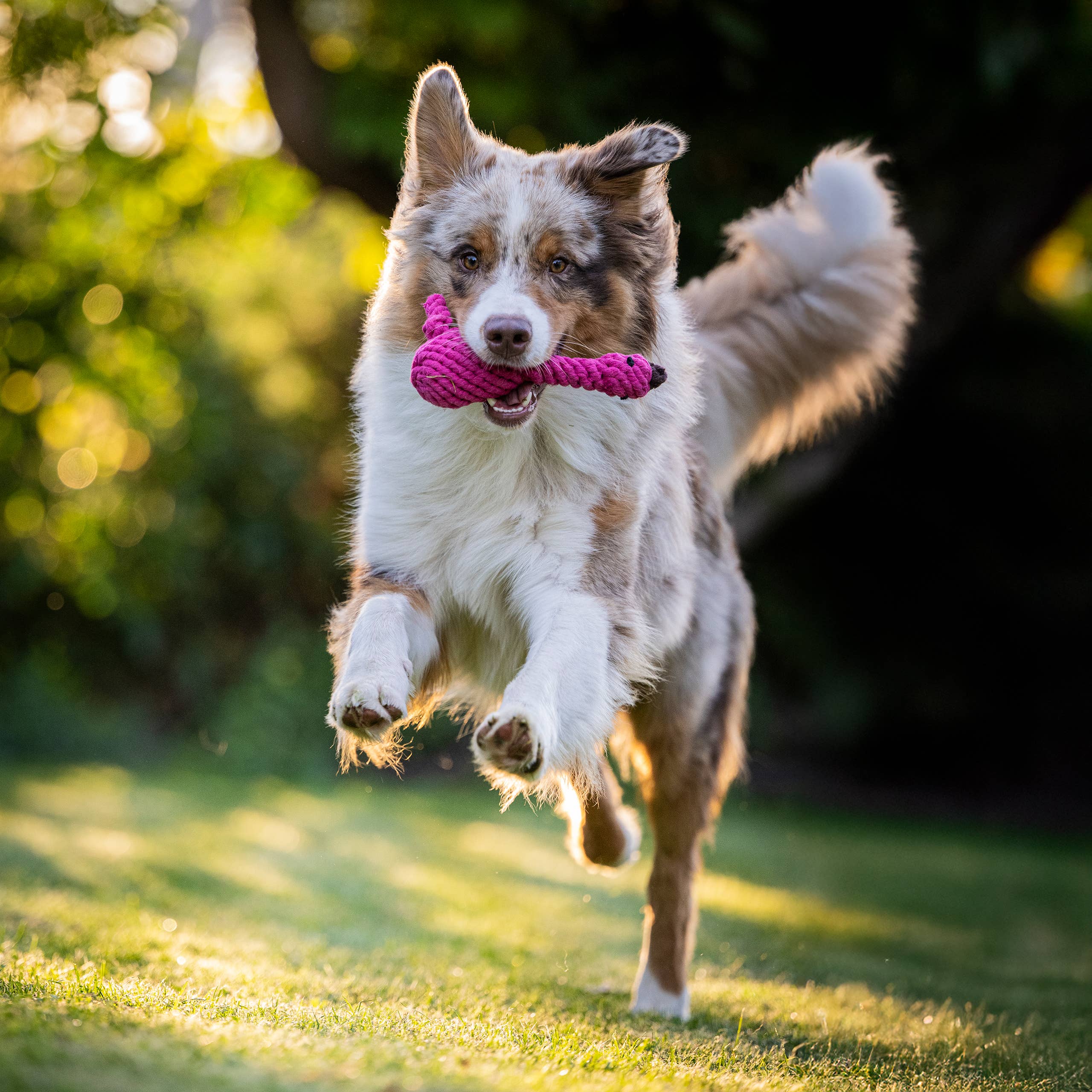 LABONI - Volentis GmbH - Wholesale Pet Chew Toy - Dog - FRANZI FLAMINGO – The Pink Play Star1