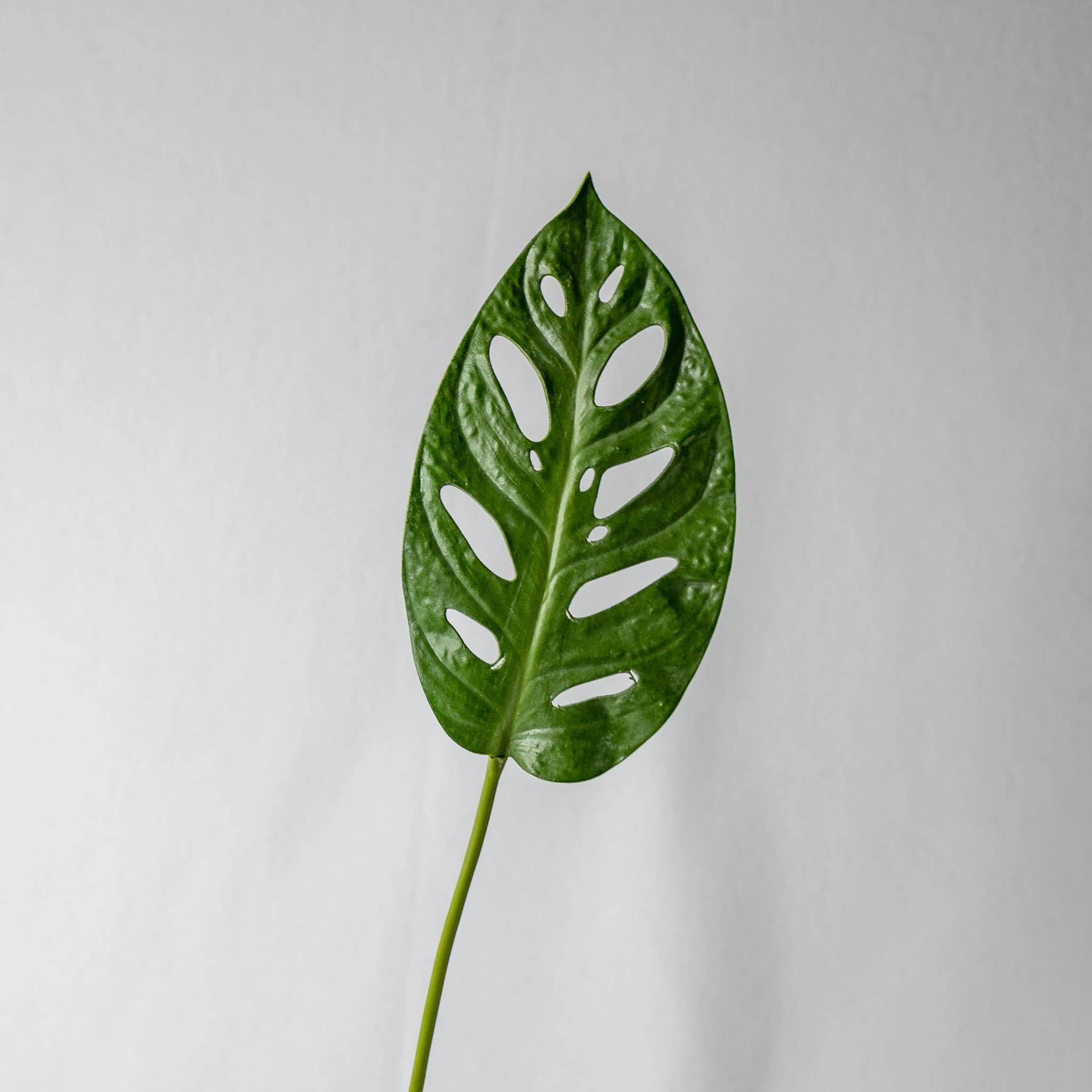 Realistic Artificial Flowers - Wholesale Artificial plant - Large Obliqua Leaf (12 Pack)   - Realistic Artificial Flowers and Greenery1