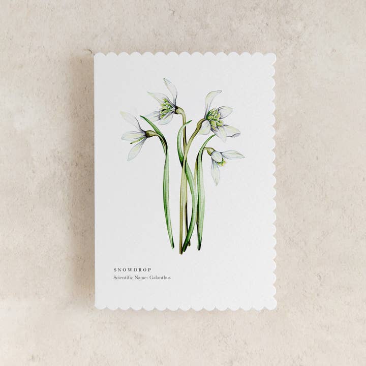 Sophie Brabbins - Wholesale Everyday Greeting Card - Snowdrop Watercolour Scalloped Sustainable Greeting Card