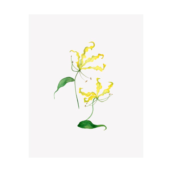 Impression giclée florale à l'aquarelle - Gloriosa Lily pour la vente par Brake Ink Stationery