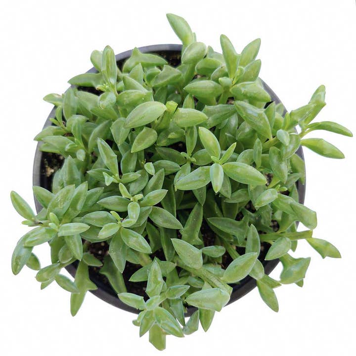 Best Plant Friend - Vente Succulentes - Collier de dauphins Senecio, succulente à suspendre, 2/4/6 pouces