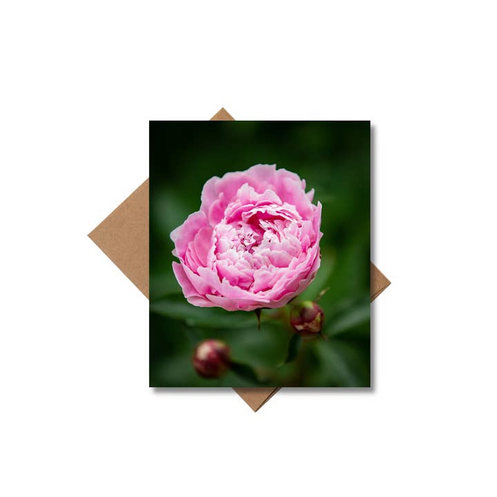 Andrea Morris Art - Wholesale Stationery/Notecard Set - Floral Card Variety Pack (5 Different Cards + Envelopes)5