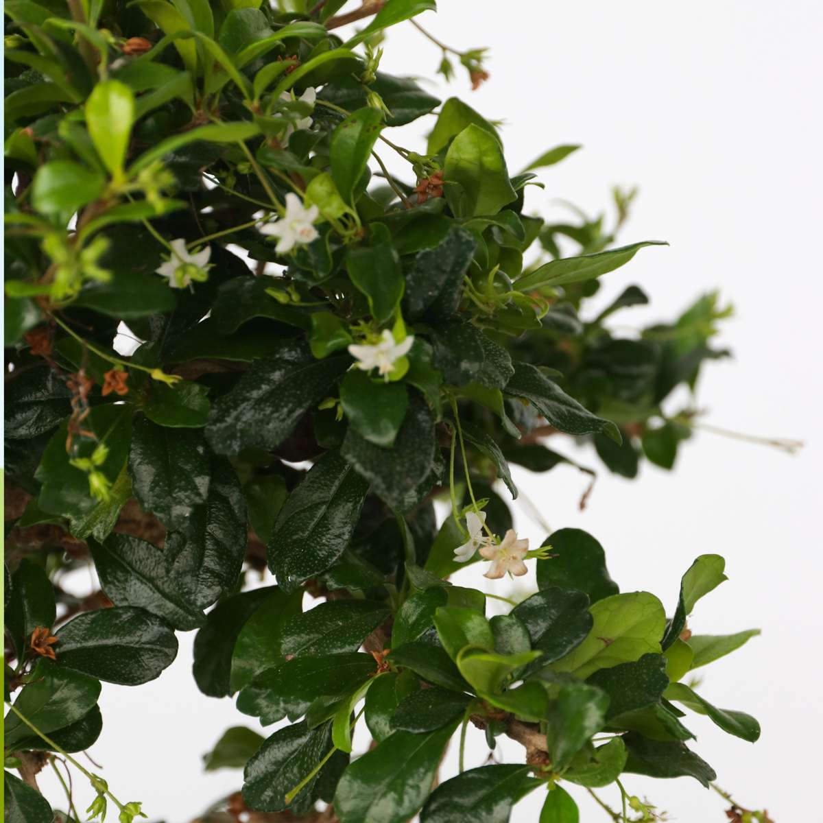 Oasis of Life - Wholesale Live Plant - Bonsai Tree – Carmona Microphylla – Height 25–30cm – Ø20cm – Genuine Fukien Tea Bonsai with S-Shape – Elegant Indoor Plant in Ceramic Pot – Easy to Care for & Decorative3