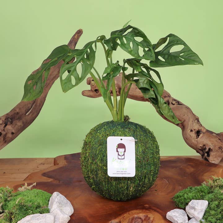 Monstera Adansonii | Moss Ball Kokedama for wholesale by Kazumi Garden