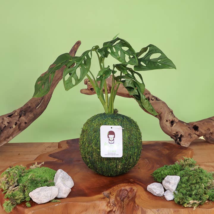 Monstera Adansonii | Moss Ball Kokedama for wholesale by Kazumi Garden