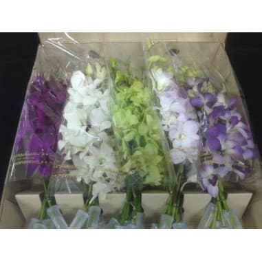Florasource - Wholesale Fresh Cut Flowers - Dendrobium Orchids Assorted 60 Stems