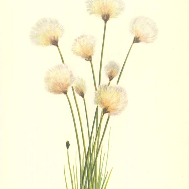 Art Prints/ Book Plates Wildflowers of America (1-20) for wholesale by CR-71 Books