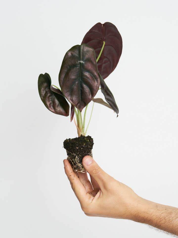 Alocasia Cuprea för wholesale av Miniplanta