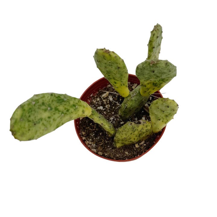 Succulent Wholesale - Wholesale Succulent - Sunburst Prickly Pear | 4 inch | Opuntia cochenillifera ‘Sunburst’1