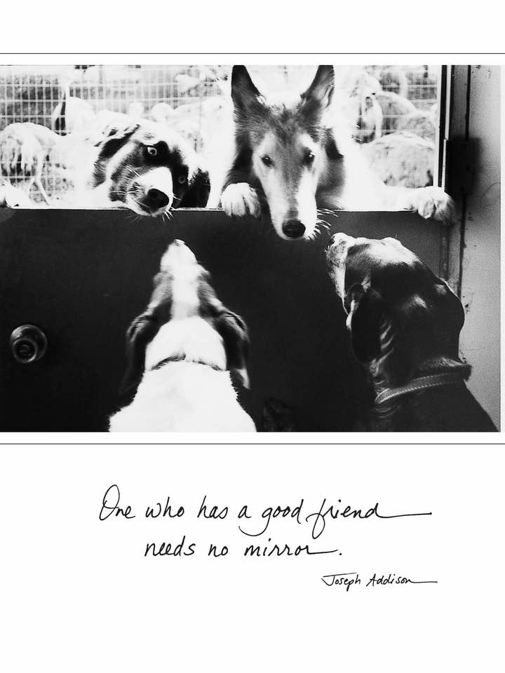 171f: One Who Has a Good Friend Needs No Mirror. - Joseph Addison for wholesale by Bonair Daydreams