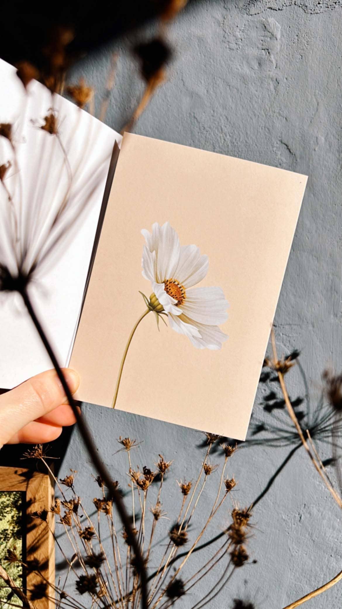 30x40 - Wholesale Everyday Greeting Card - Cosmea Greeting Card - Leporello Card2